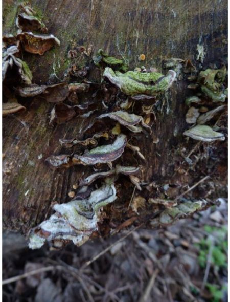 Fruit bodies on fallen wood in Pitsea, UK.